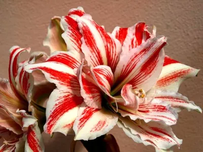 Amaryllis (Hippeastrum) - Rosalie – Humphreys Garden