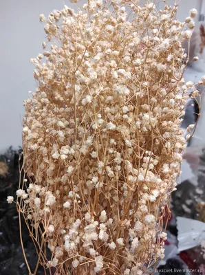 Букет из радужной гипсофилы - заказать доставку цветов в Москве от Leto  Flowers