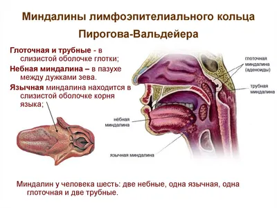 Аденоиды, гланды и миндалины - в чём разница? | Мама-док | Дзен