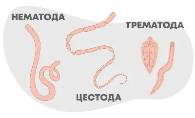 Глисты: истории из жизни, советы, новости, юмор и картинки — Все посты |  Пикабу