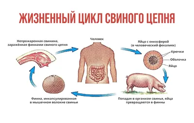 Глисты у щенка 1,5 мес!!! Срочно нужна ваша помощь! - Отравления собак -  Лабрадор.ру собаки - ретриверы