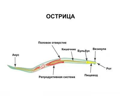 ФСК Клиник - Анализ кала на яйца глист нужен для выявления... | Facebook