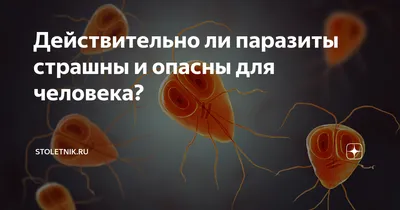 Действительно ли паразиты страшны и опасны для человека? | Stoletnik.Ru |  Дзен