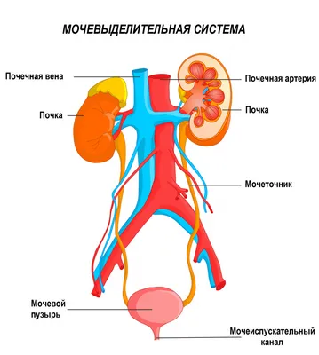 Энтеробиоз у детей