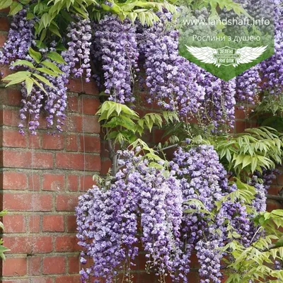 Wisteria sinensis, Глициния китайская|landshaft.info