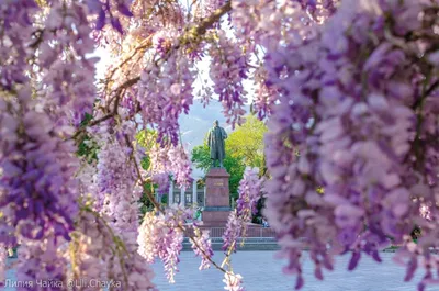 Глициния китайская (Wisteria sinensis) С2,5 — Питомник Летний сад