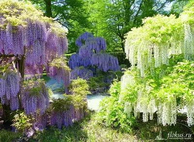 Глициния (Wisteria). Описание, выращивание, посадка и уход | flokus.ru -  ландшафтный дизайн