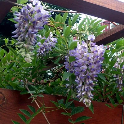 Wisteria floribunda 'Rosea (syn. Honbeni)', Глициния обильноцветущая `Розеа  (син. Хонбени)`|landshaft.info