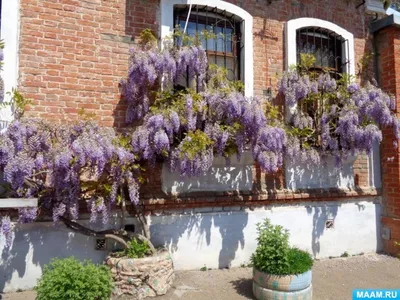 Глициния китайская Wisteria sinensis - купить по выгодной цене | teofrast