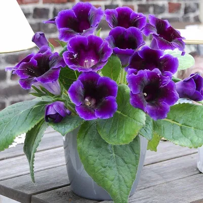 Глоксиния Violacea - Глоксиния - GardenPlants