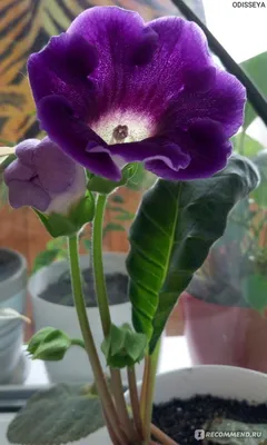 Глоксиния (Gloxinia) — описание, выращивание, фото | на LePlants.ru