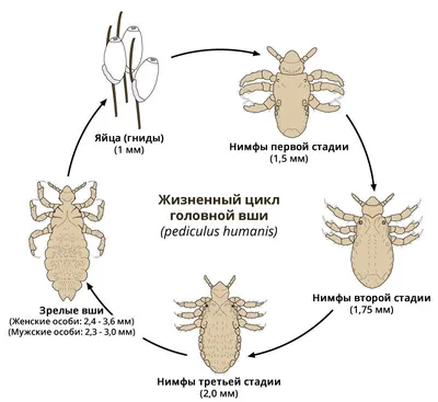 Как выглядят гниды (яйца вшей) на волосах - фото под микроскопом | Паранит