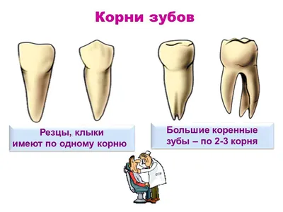 Абсцесс Зуба: Виды, Симптомы и Способы Лечения