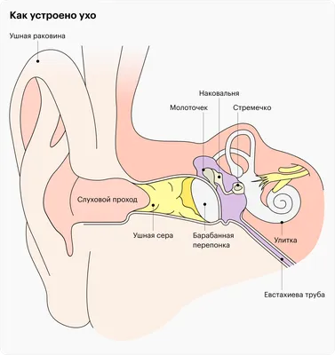 Лечение острого гнойного отита у взрослых