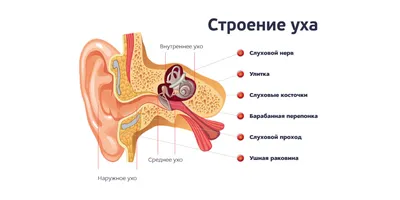 Острый средний отит у ребенка: лечение, симптомы, осложнения при воспалении  среднего уха