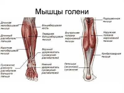 Голень картинка человека