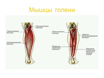 Нога человека мышц колено нерва голень, рука, угол, люди, нога png | PNGWing