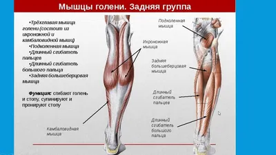 Перечень костей скелета человека — Википедия