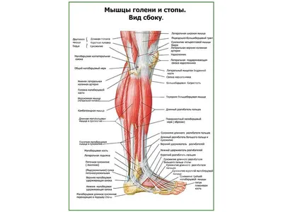 Мужчина Кости Анатомии Голень Фотография, картинки, изображения и  сток-фотография без роялти. Image 38667873