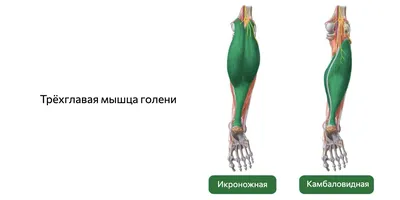 человек держит ногу бинтами, женская голень в белых носках с большим  количеством нежелательных волос, Hd фотография фото, соединение фон  картинки и Фото для бесплатной загрузки