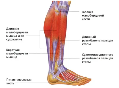 Стрессовые переломы голени и стопы - KinesioPro