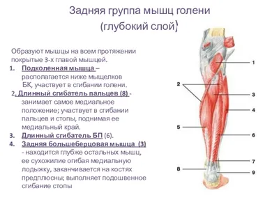 Человек Лечит Своих Царипинов Антисептическим Ватным Тампоном Свежие Раны  Кошачьих стоковое фото ©Kobzev3179 454763410