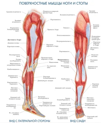 Мышцы голени: анатомия. Простым и доступным языком