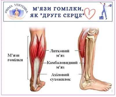 ≡ Боль в голени • лечение боли в голени в Киеве | клиника Актив Центр