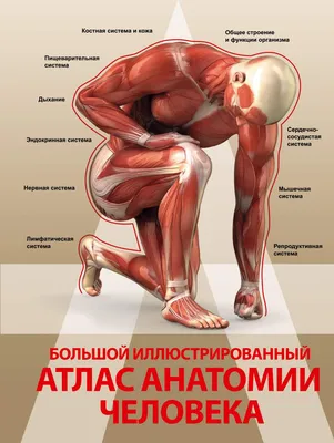 Биомеханика коленного сустава. Статьи