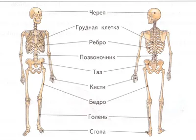 Таблица размеров щитков на голень Щ74