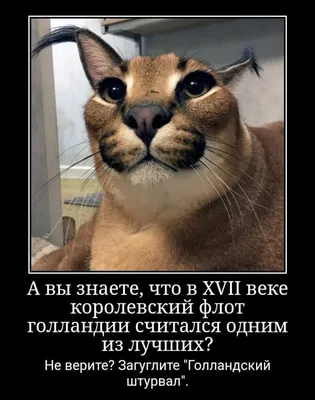 Yaroslav sa Instagram: \"Голландский штурвал 2.12, сольник Минск 18.12,  Зеленоград 24.12, ахуеть да? Фото @sobko_maxim\"