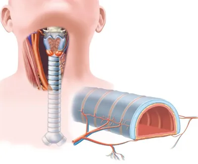 нервная система которая показывает внутренние трубы рта, голосовые связки  фон картинки и Фото для бесплатной загрузки