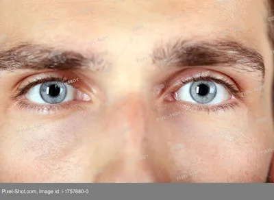 Почему у хаски голубые глаза? | Новости | Публикации - Petstory