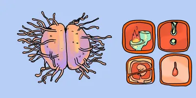 Гонорея: причины, симптомы, диагностика и лечение гонореи в Москве - сеть  клиник «Ниармедик»