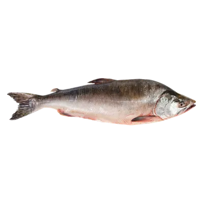 Горбуша (Onchorhynchus gorbuscha) - sharkseafoods.com