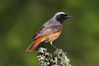 Горихвостка обыкновенная (Phoenicurus phoenicurus)