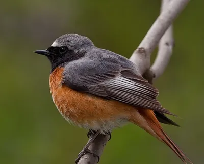 Сибирская горихвостка (Phoenicurus auroreus). Птицы Дальнего Востока России.