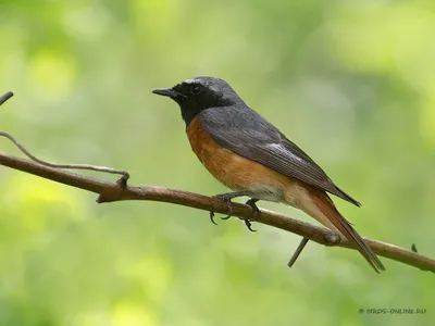 Обыкновенная горихвостка (Phoenicurus phoenicurus) | Пикабу