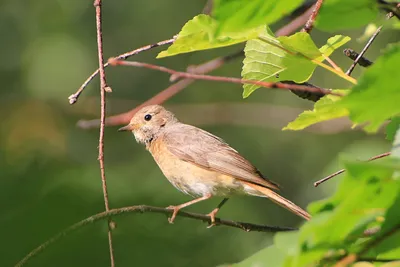 Горихвостка садовая (Phoenicurus phoenicurus). Фотогалерея птиц. Фотографии  птиц России, Беларуси, Украины, Казахстана, Таджикистана, Азербайджана.