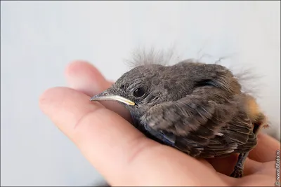 Красивая Птица, Даурский Горихвостка (Phoenicurus Auroreus), Белый Фон  Фотография, картинки, изображения и сток-фотография без роялти. Image  25081235