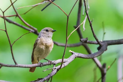 Обыкновенная горихвостка (Phoenicurus phoenicurus) — Фото №1426551