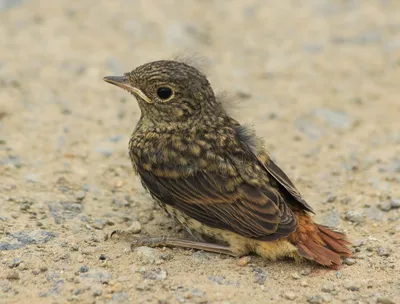 Сибирская Горихвостка (Auroreus Phoenicurus) Красивый Оранжевый Птица  Живот, Крылья Черные И Серебряные Головы Сидящие На Деревянный Столб С  Задаваясь Лицом, Увлечен Существо Фотография, картинки, изображения и  сток-фотография без роялти. Image 66287013