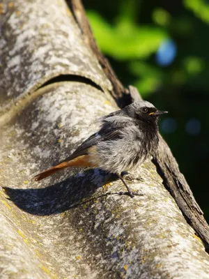 Обыкновенная горихвостка (Phoenicurus phoenicurus) — Фото №1363383