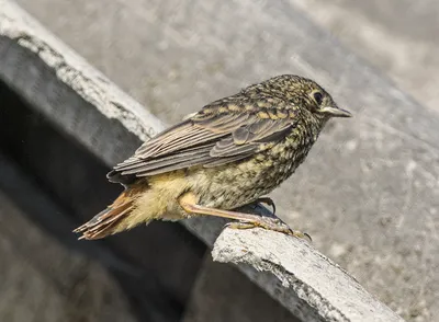 Маленький, но уже горихвостка. Phoenicurus ochruros. | BirdWatch.by