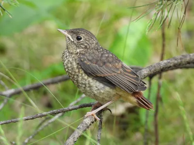 Горихвостка обыкновенная (Phoenicurus phoenicurus)