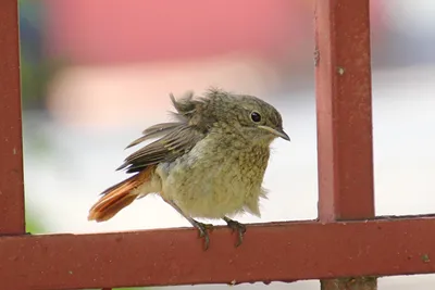 Мухоловки, пищухи, свиристели/Горихвостка-чернушка - Black  Redstart/02_DSC3283_Black_Redstart_male_closeup_110pc