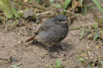 Горихвостка обыкновенная (Phoenicurus phoenicurus)