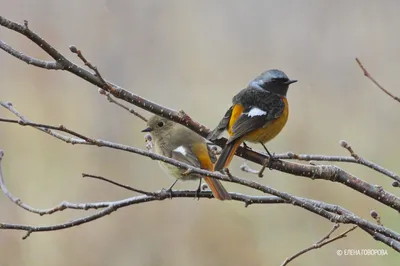 Фотокаталог птиц: Обыкновенная горихвостка (Phoenicurus phoenicurus)