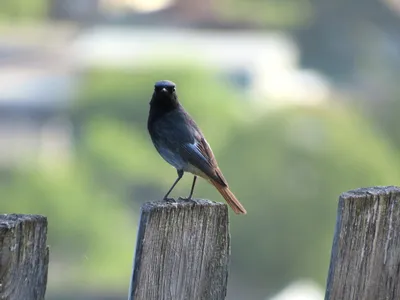 Обыкновенная горихвостка (Phoenicurus phoenicurus) — Фото №1347772