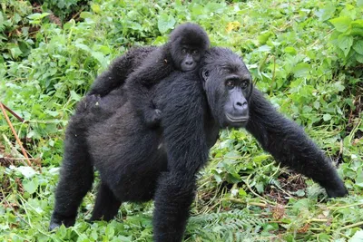 Горилла западной низменности - Silverback Стоковое Фото - изображение  насчитывающей апертур, гориллы: 102625208